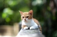 戴尔supportassist怎么关闭