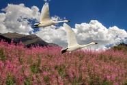 苹果airpods耳机音质评测(苹果airpods耳机改名字)