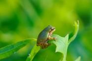 七年级生物下册知识速记口诀？(七年级生物下册知识点总结归纳人教版)