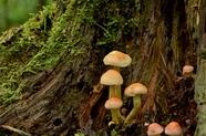 一种进化了3.2亿年的生物，捕食成功率高达95%，蜻蜓到底有多厉害？